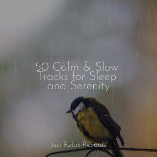 50 Calm & Slow Tracks for Sleep and Serenity